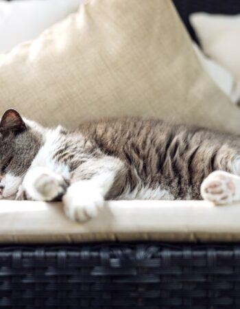 Bio Boutique Hotel Laurino